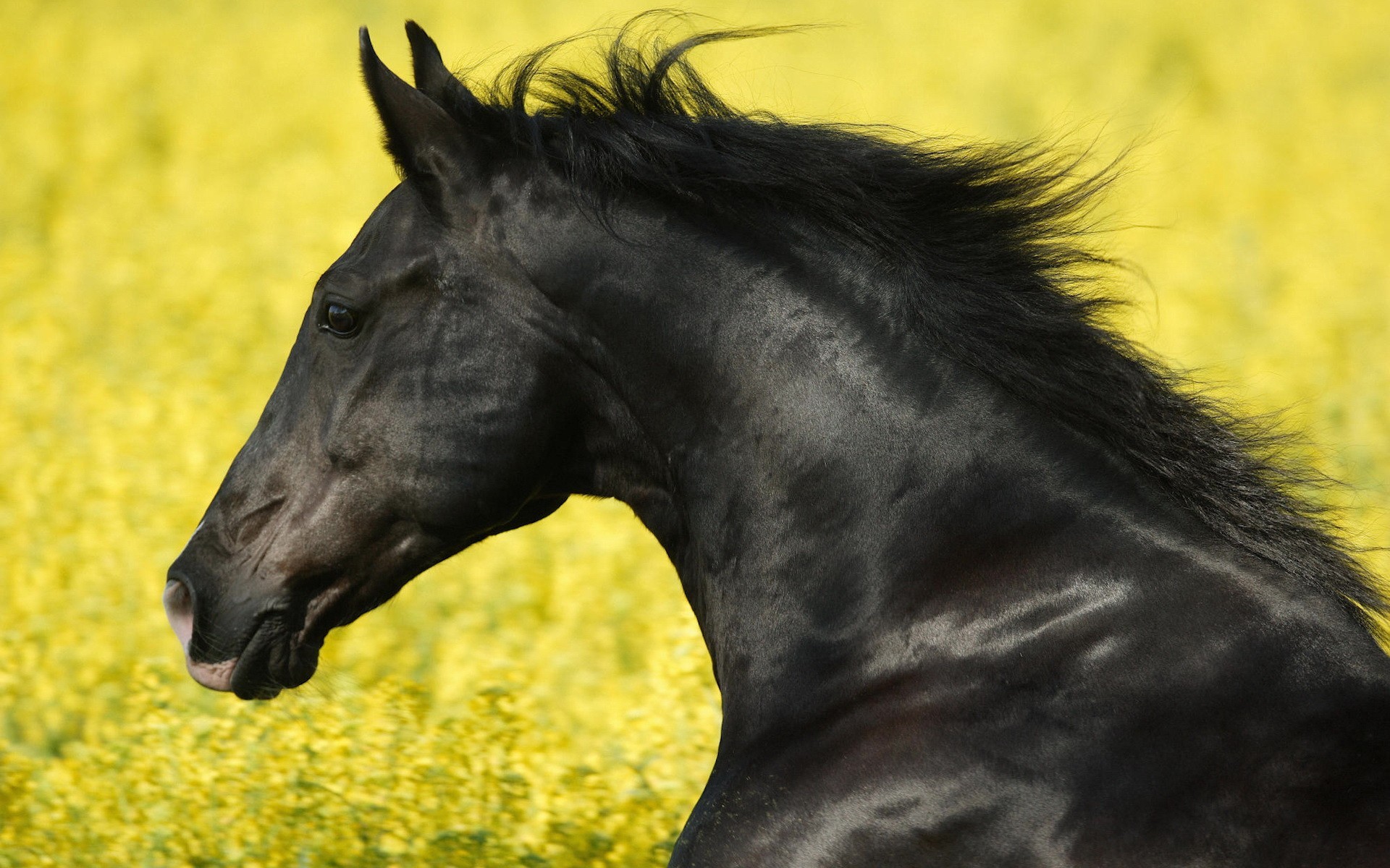 caballos negro semental