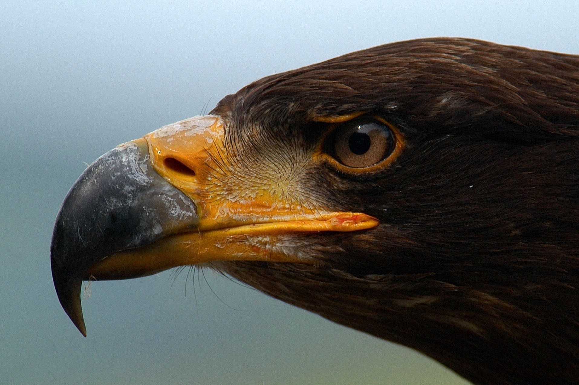 eagle poultry power