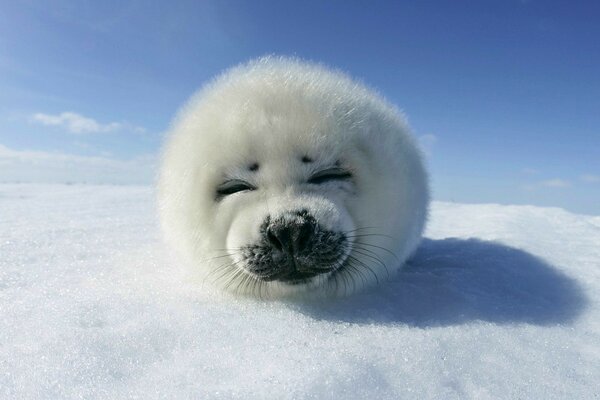 La foca giace sulla neve