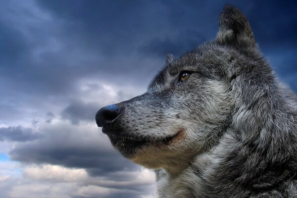 Gray wolf over a beautiful sky