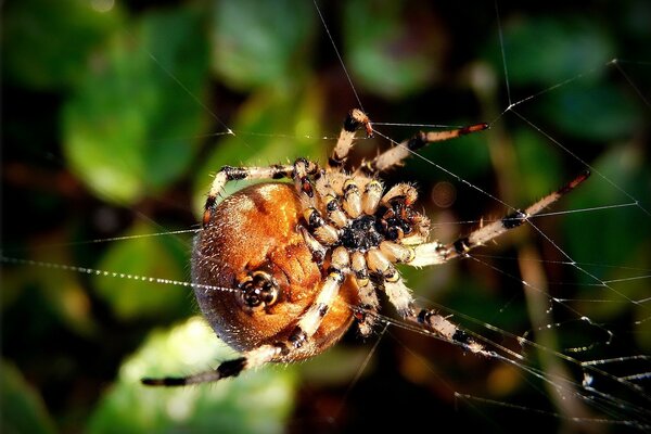 Spider on the web early in the morning