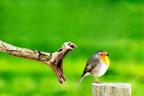 Schlangenangriff auf einen kleinen Vogel