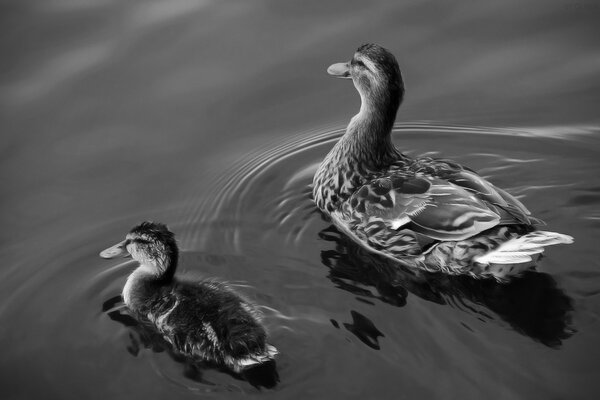 Ente und Entlein schwimmen auf dem Wasser