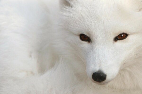 A white fox with a black nose