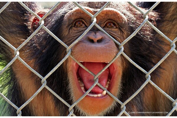 Un macaco sonriente detrás de la red de la reserva