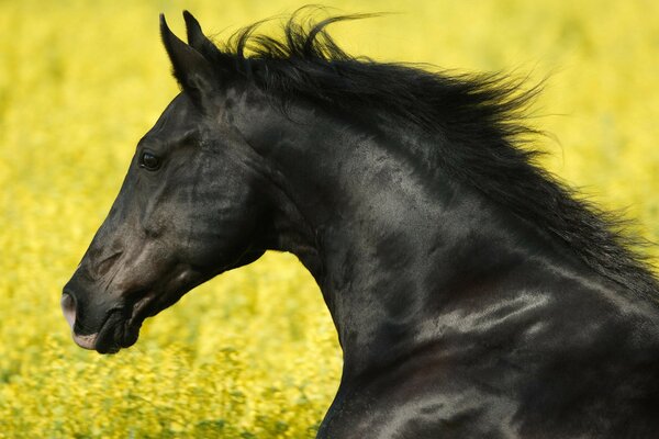 A black stallion running across a yellow field