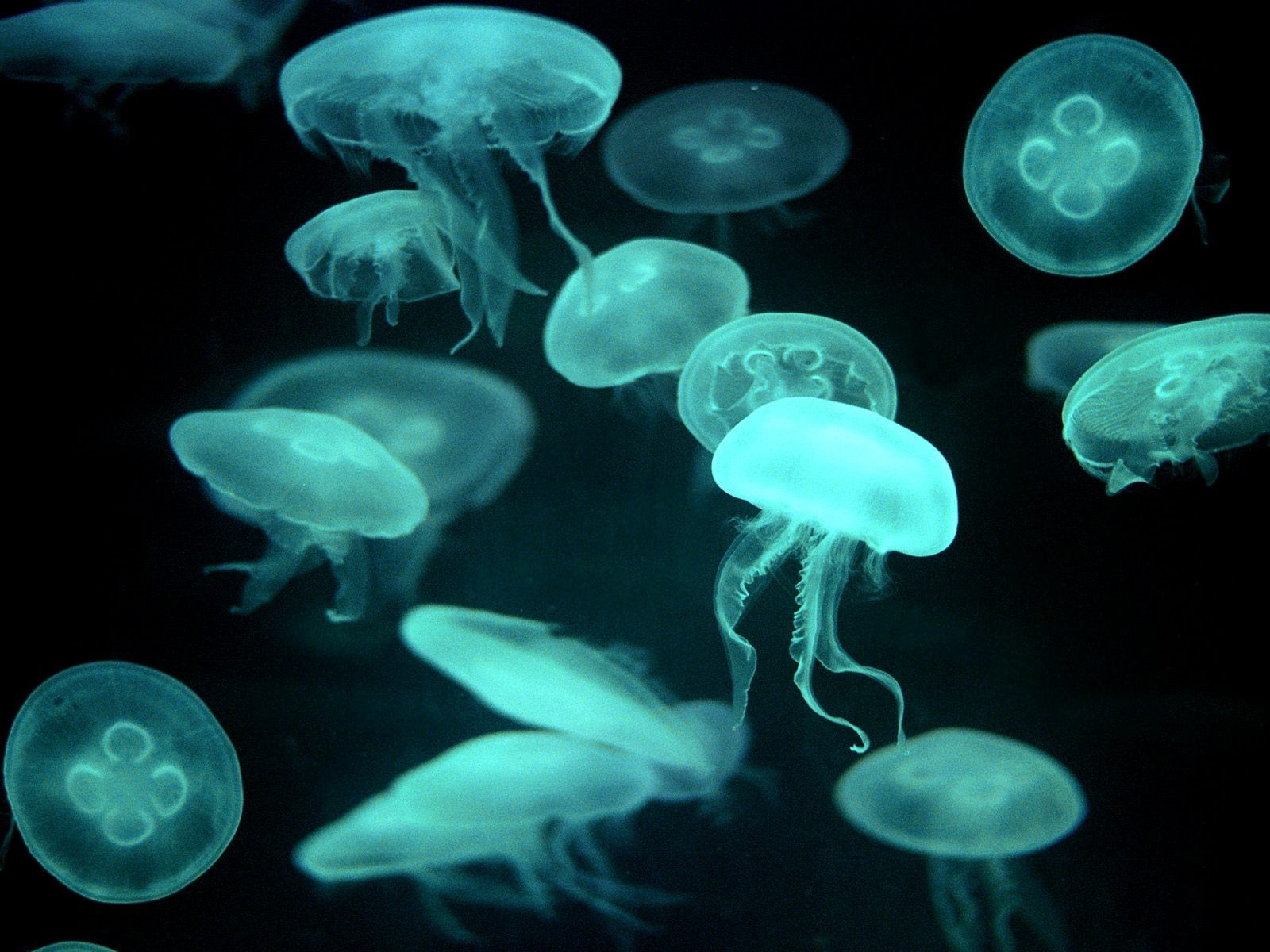 méduses bleu transparent