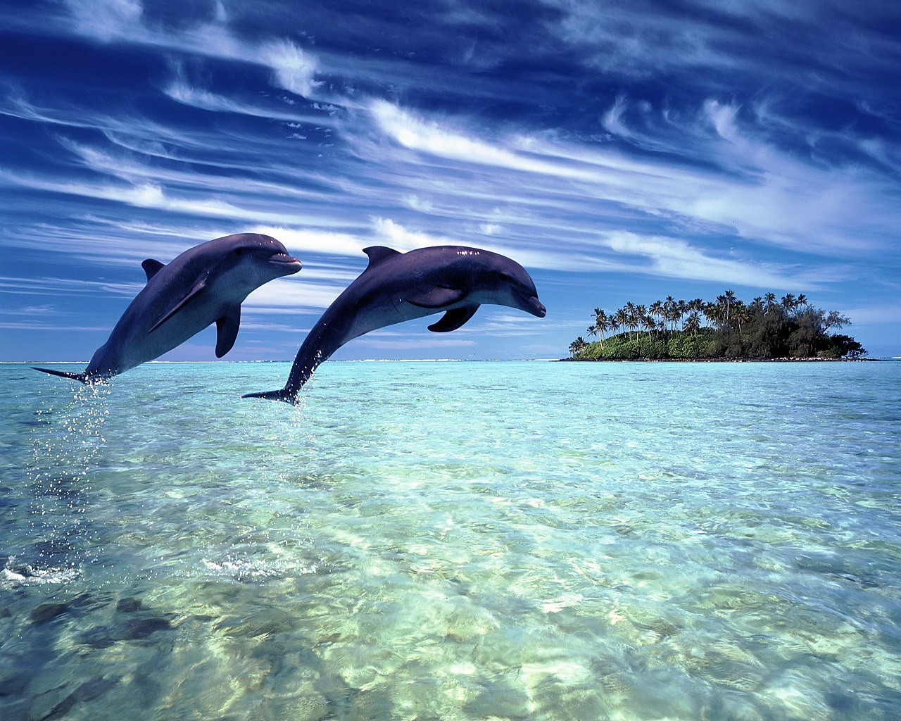 delfines trópicos isla