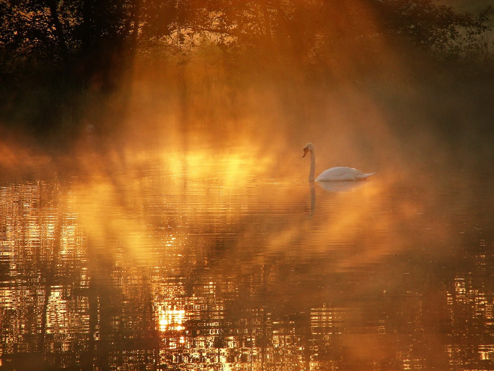 cygne brouillard lac