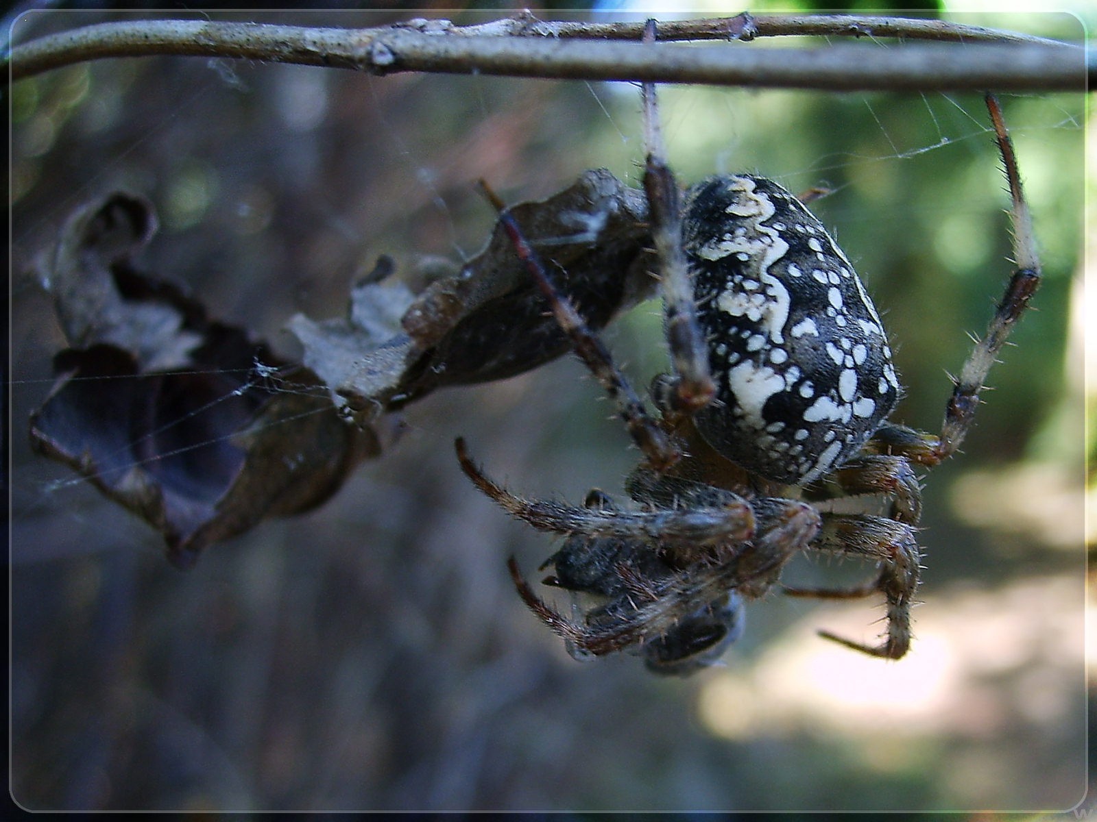 spinne zweige spinnennetz