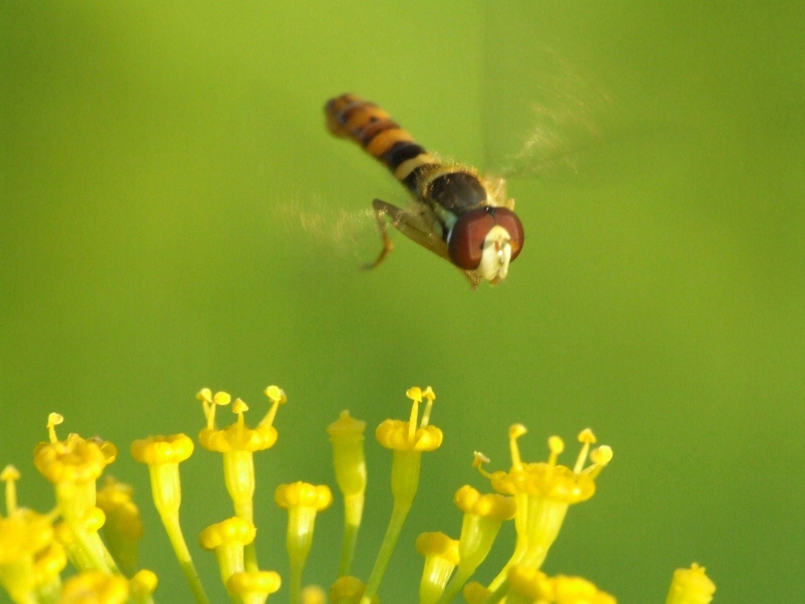 blume grün fliege