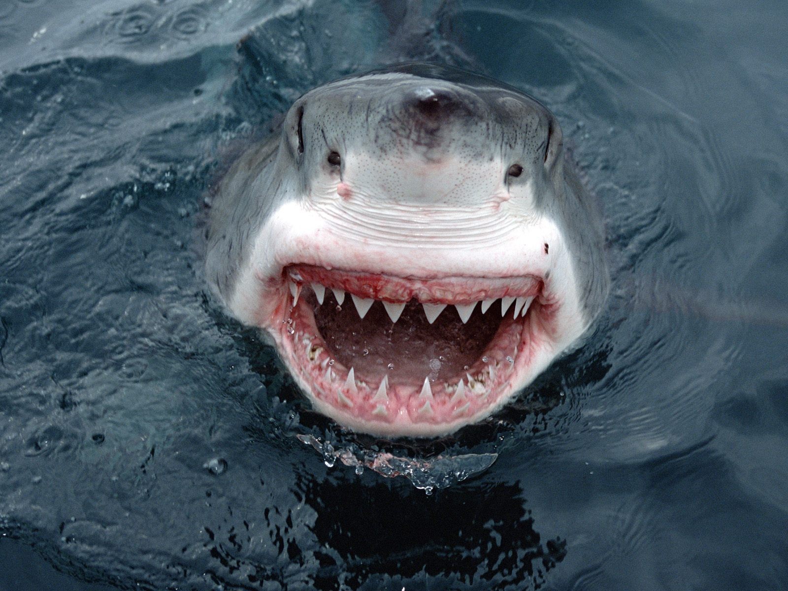 tiburón blanco australia