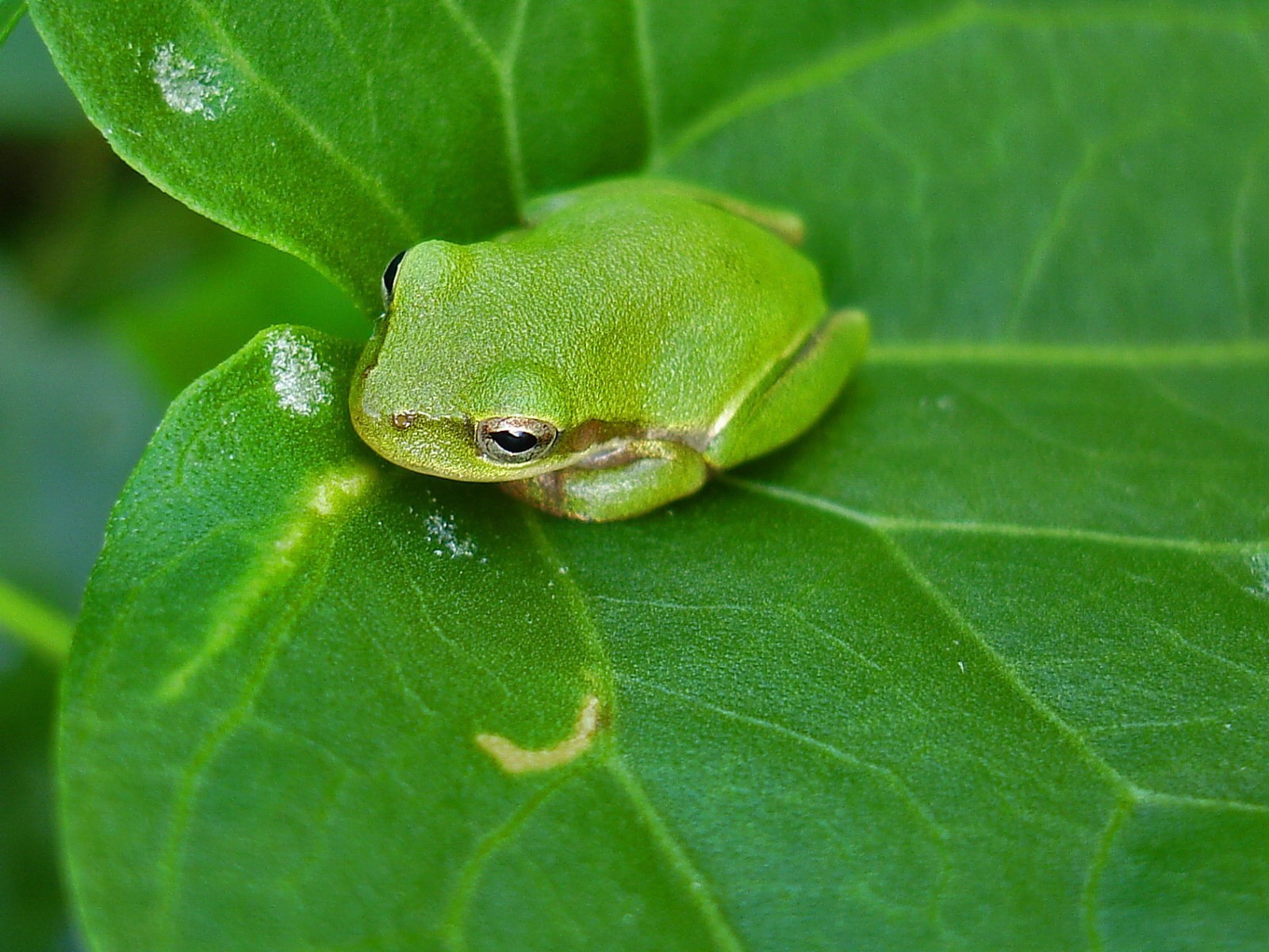 grenouille feuille verdure