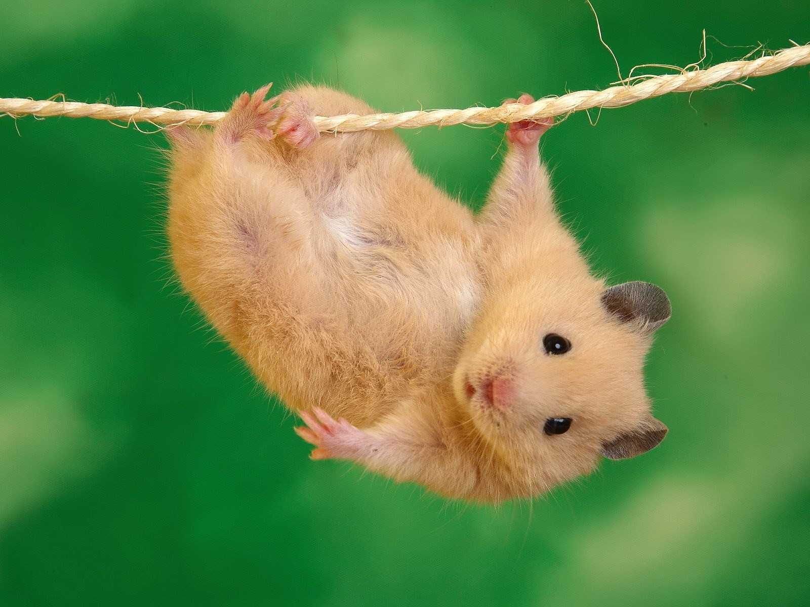 cute hamster rope