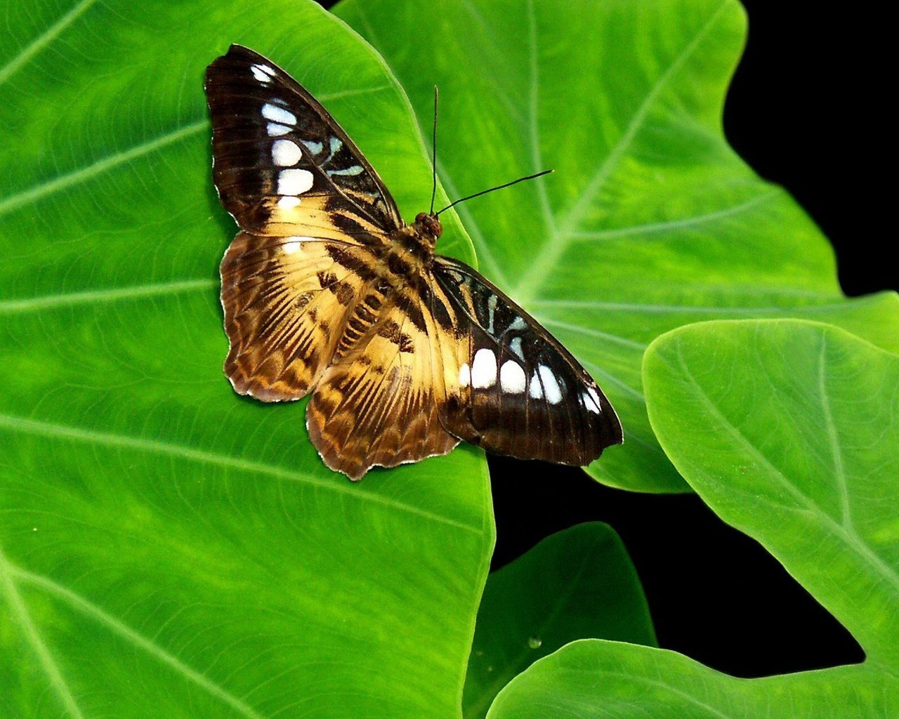 mariposa hoja verde