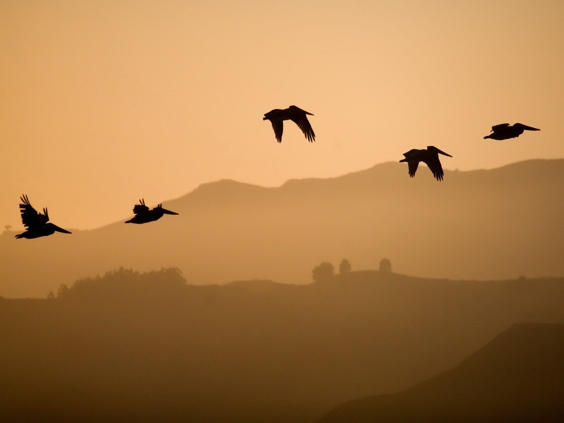 oiseaux collines vol