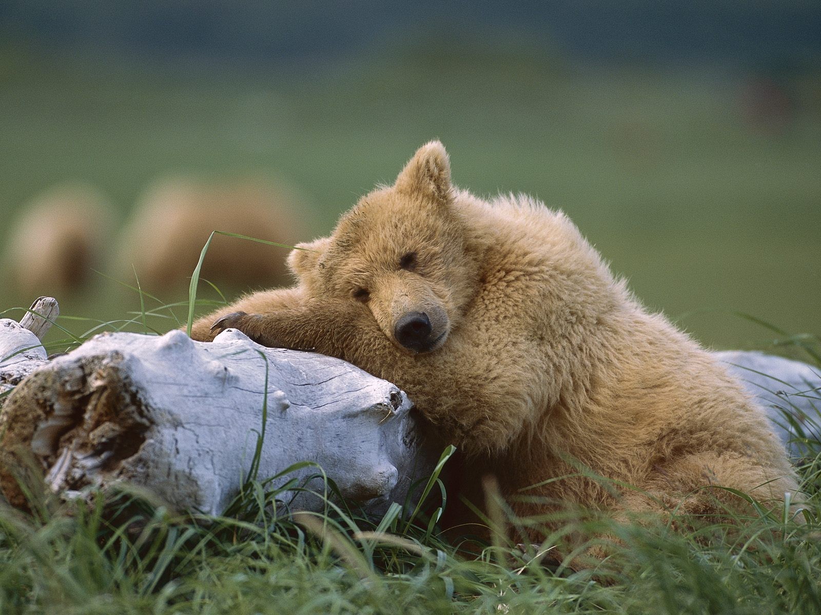 teddybär schläft alaska