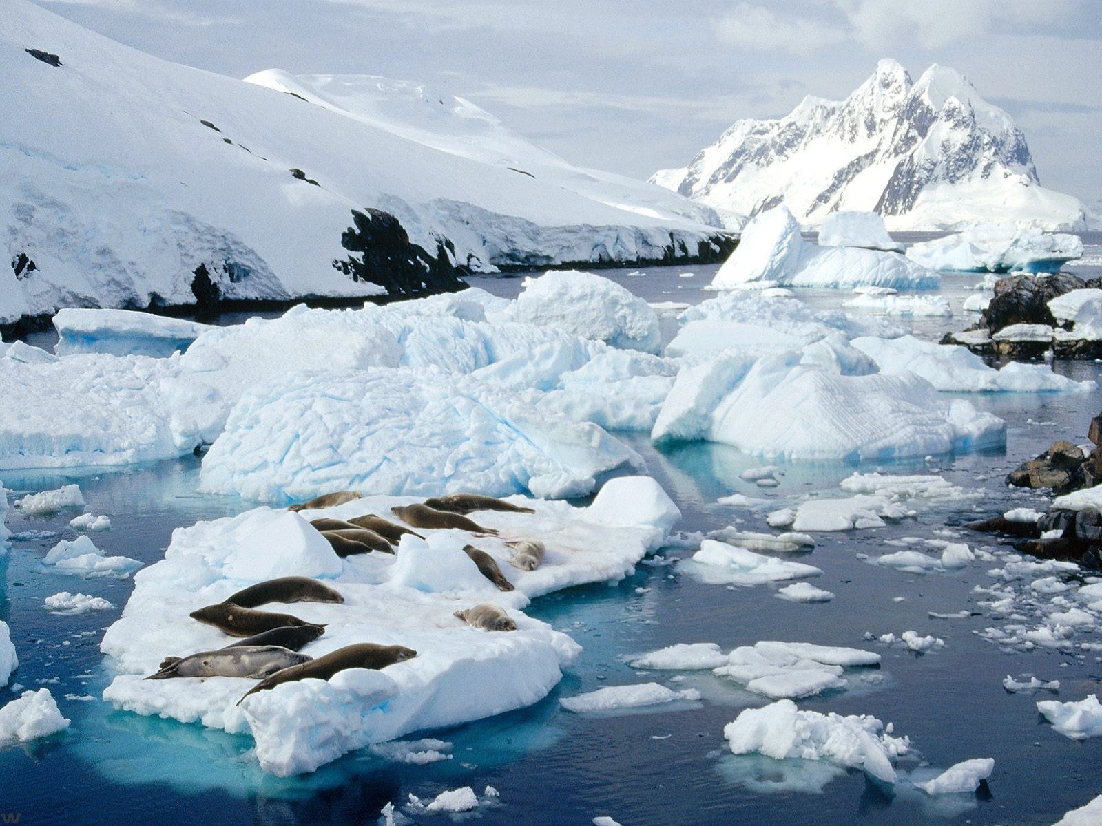 phoques neige glace