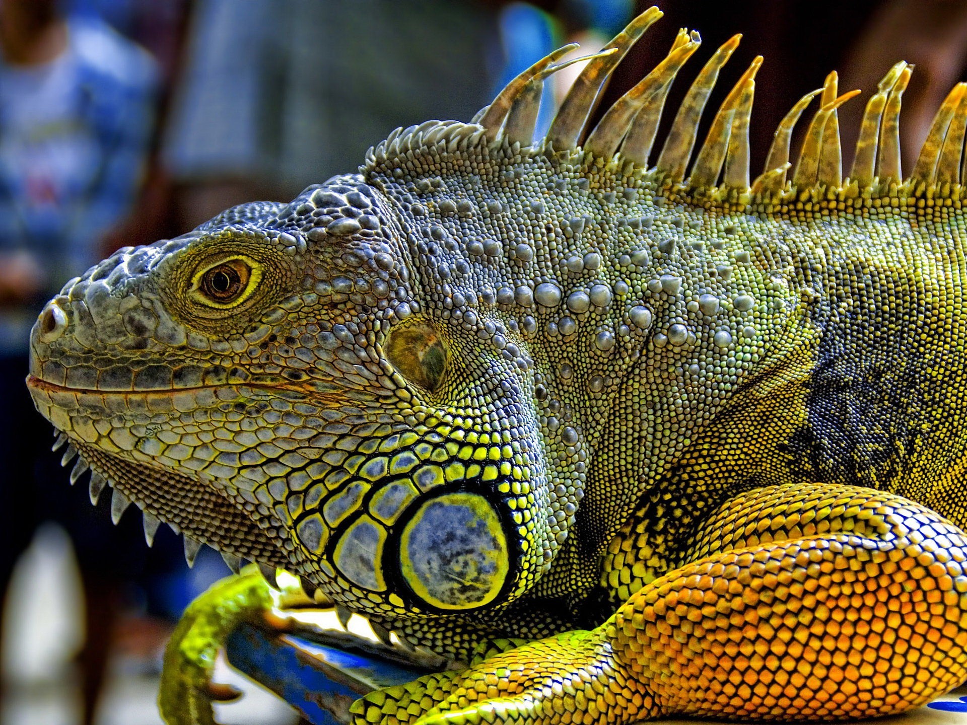 iguana cuero dragón