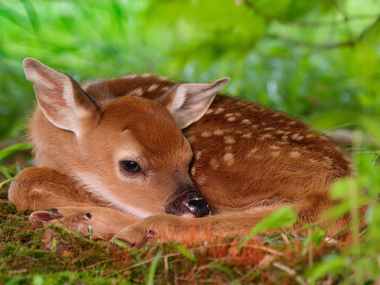 bambi jeleń zieleń