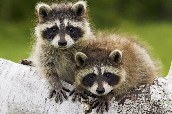 Ratons laveurs posant sur un arbre