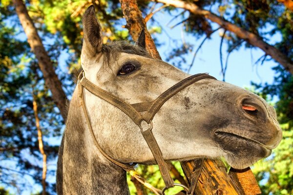 Horse on the background of foliage and tree