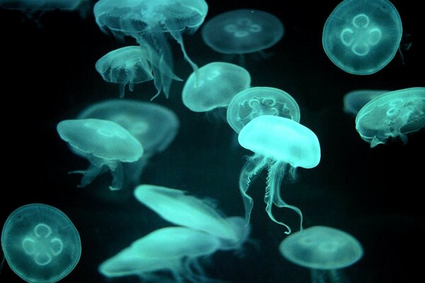 Beaucoup de méduses bleues transparentes