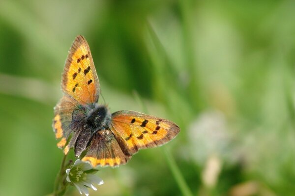 Ein orangefarbener Schmetterling sitzt auf einer Blume