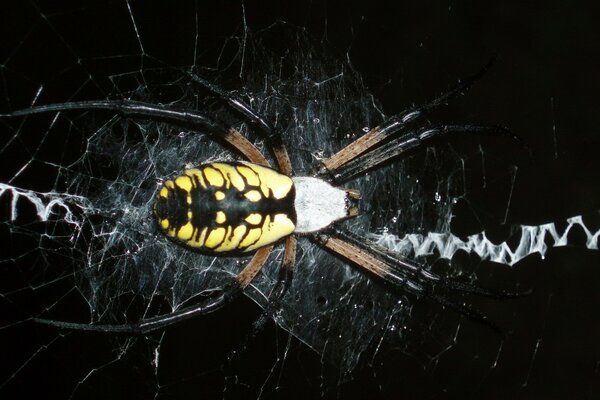 Araña amarilla sobre fondo negro