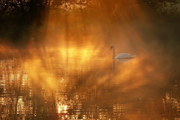 Mattina presto-cigno solitario