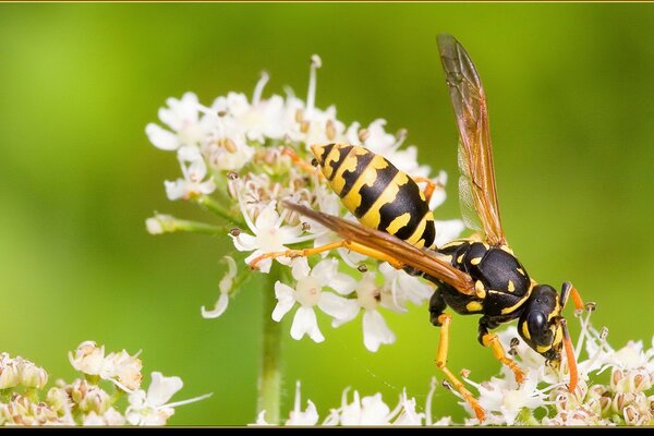 Una abeja trabajadora voló sobre una flor