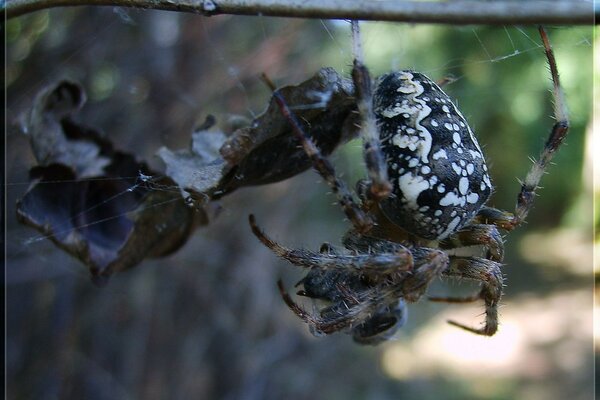 A spider weaves a web on the branches