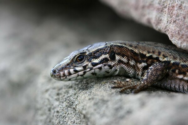 Entre les pierres couché lézard