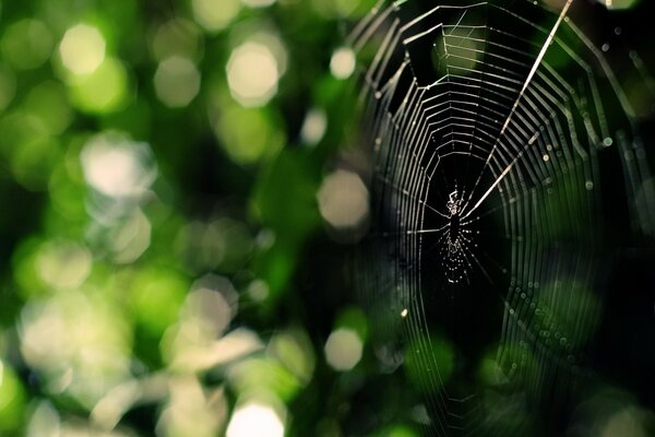 Spider web with green foliage background