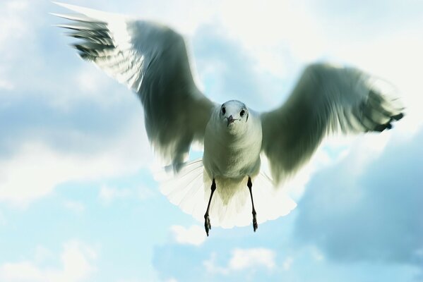 Gaviota en vuelo en el cielo azul