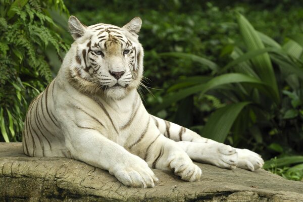 A white tiger with a well-fed look lies on a stone