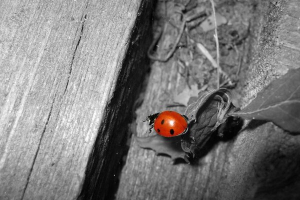 Heller Käfer auf grauem Hintergrund