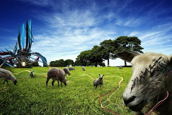 Sheep with scars on the juicy grass