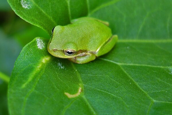 Rana en una hoja en verde