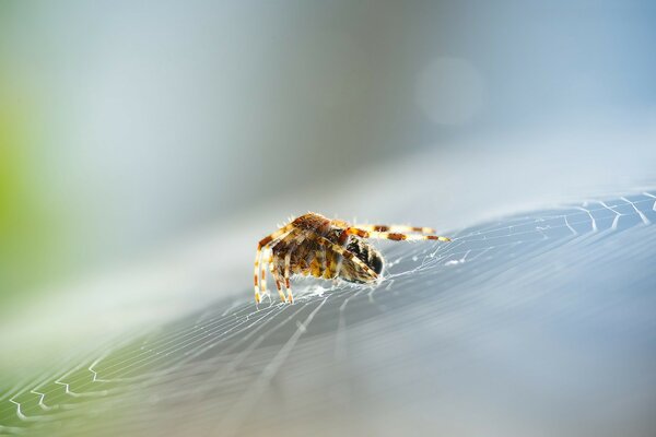 Arañas en una telaraña en una luz brillante