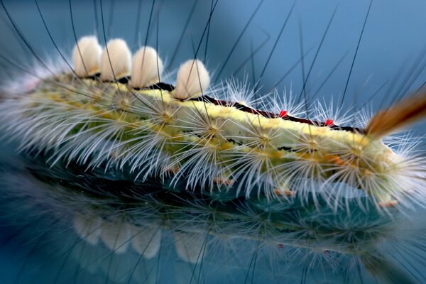 Beautiful light green caterpillar close-up