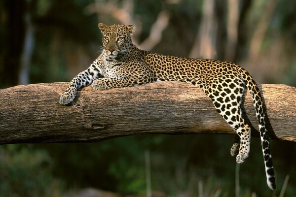 Leopardo sdraiato su un albero a riposo