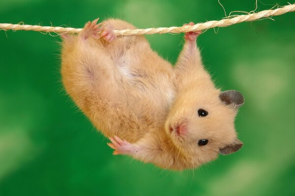 Cute, funny hamster hanging on a rope