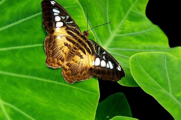 Schmetterling General sitzt auf großen grünen Blättern