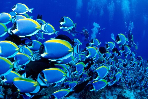 Un banco de peces azules en el océano