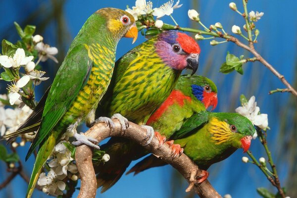 Loros multicolores sentados en una rama