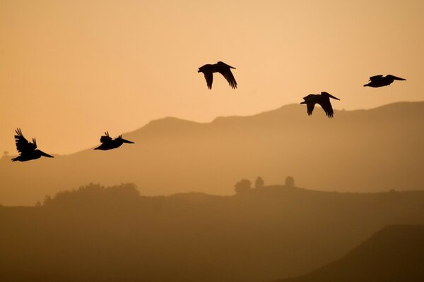 The flight of birds away from the hills