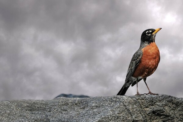 A bird sits on a rock admiring the clouds