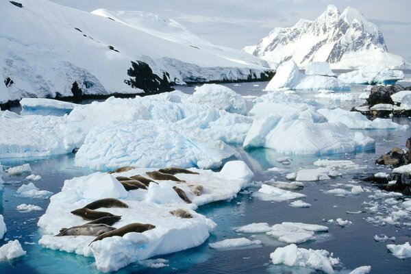 Seals rest in the snow on the ice