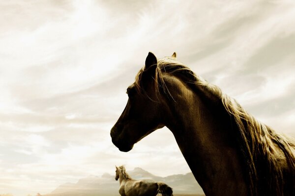 Chevaux forts courir dans le désert brumeux